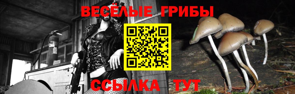 Кировск  Псилоцибиновые грибы MAGIC MUSHROOMS  Вход с VPN 